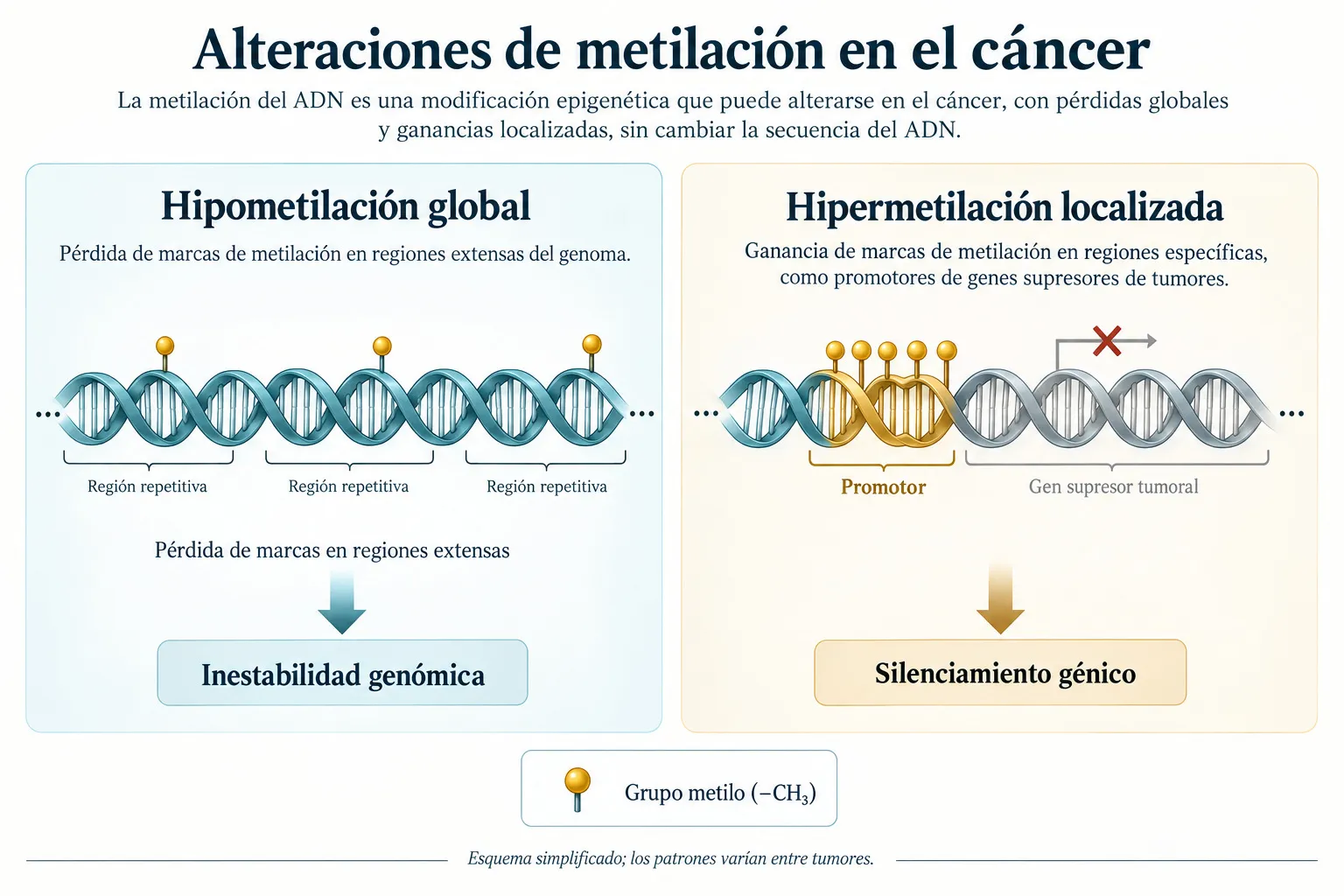 Hipometilación global e hipermetilación localizada en el cáncer