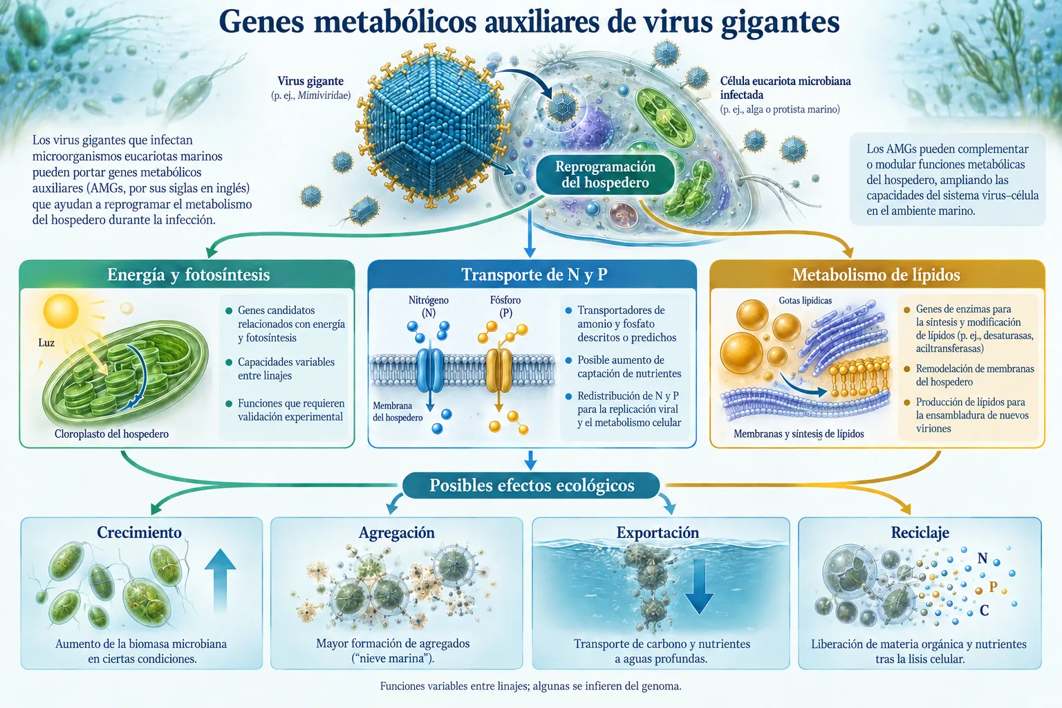 Mapa conceptual de genes metabólicos auxiliares de virus gigantes y sus efectos