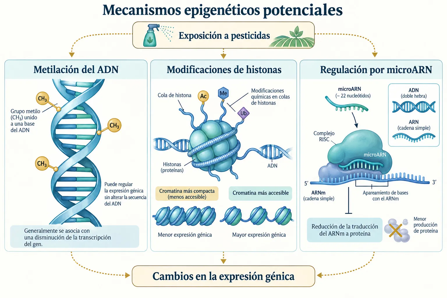 Mecanismos epigenéticos alterados por pesticidas: ADN, histonas y microARN