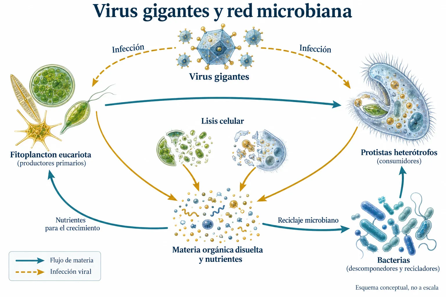 Red trófica microbiana con infección viral y liberación de nutrientes por lisis