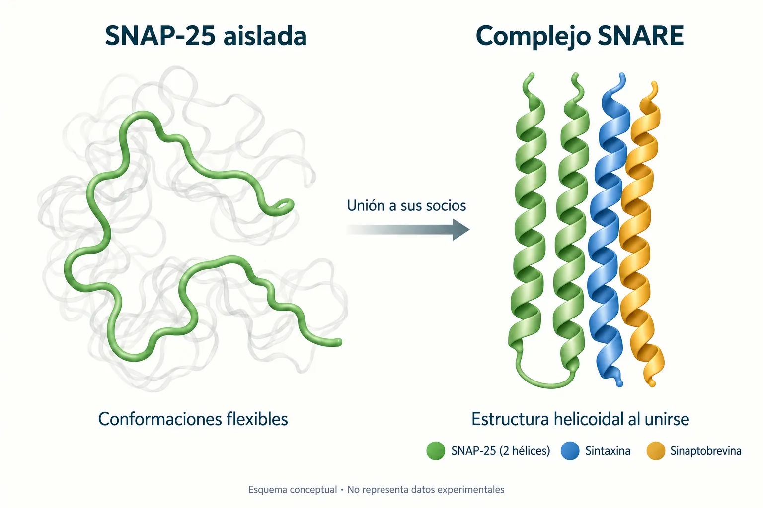 Esquema conceptual de SNAP-25 flexible en verde y gris, y de sus dos hélices verdes dentro del complejo SNARE, junto a sintaxina azul y sinaptobrevina amarilla.