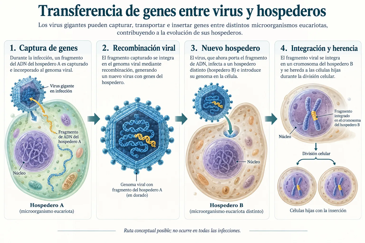 Ciclo de transferencia horizontal de genes entre virus y hospederos